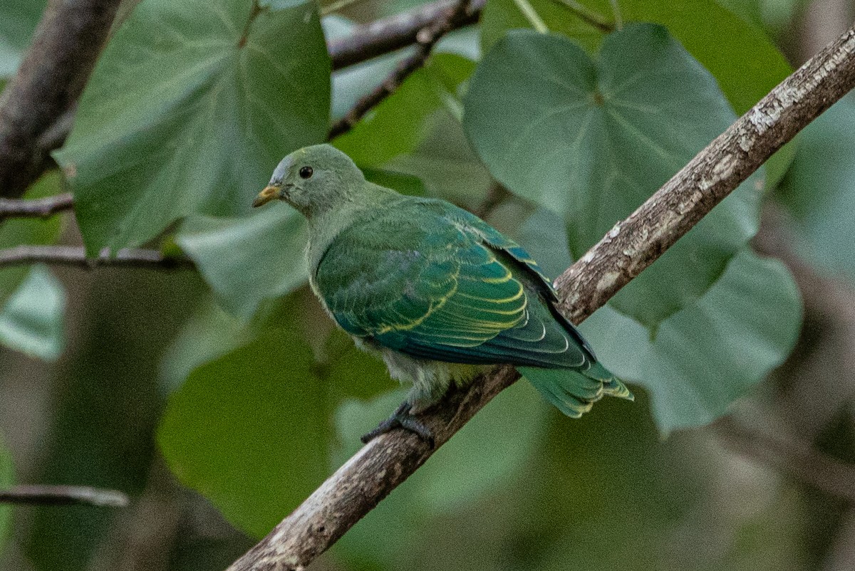 Gray-green Fruit-Dove - ML610578150