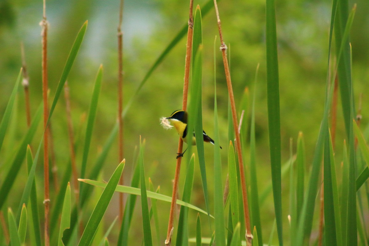 Many-colored Rush Tyrant - ML610578163