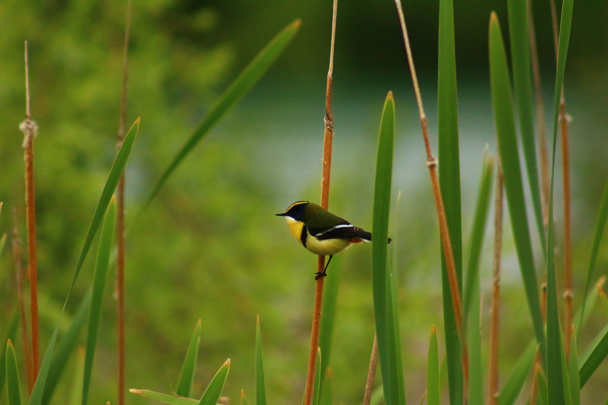 Many-colored Rush Tyrant - ML610578164