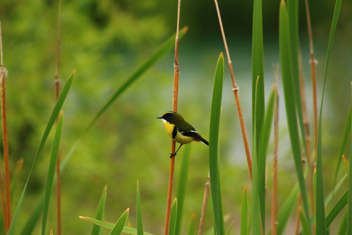 Many-colored Rush Tyrant - ML610578169