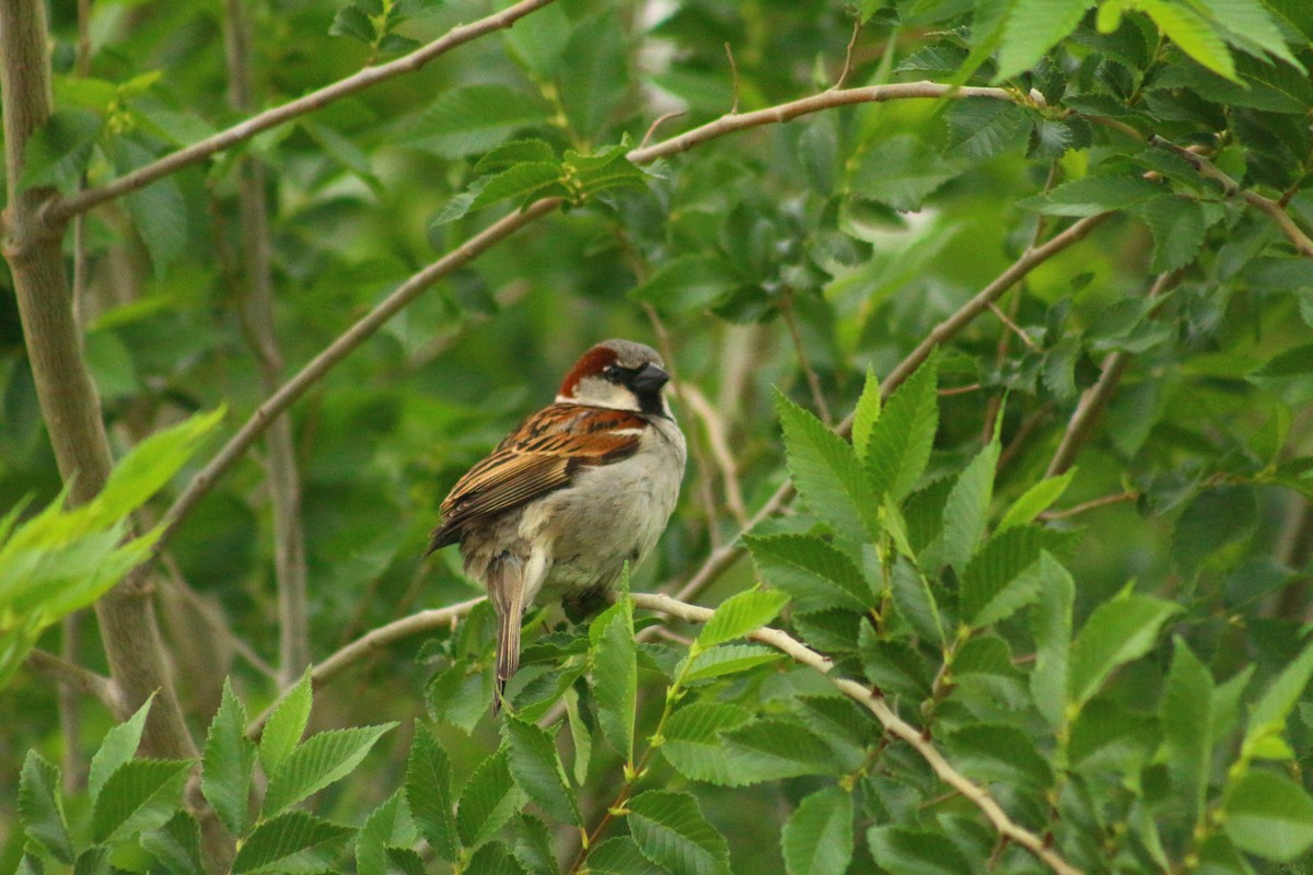 House Sparrow - ML610578191