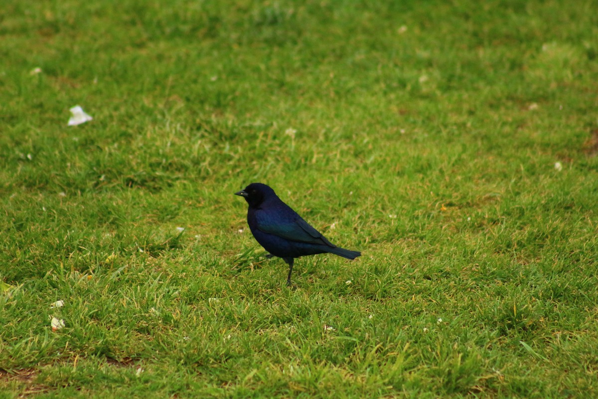 Shiny Cowbird - Gabriel Paschetta