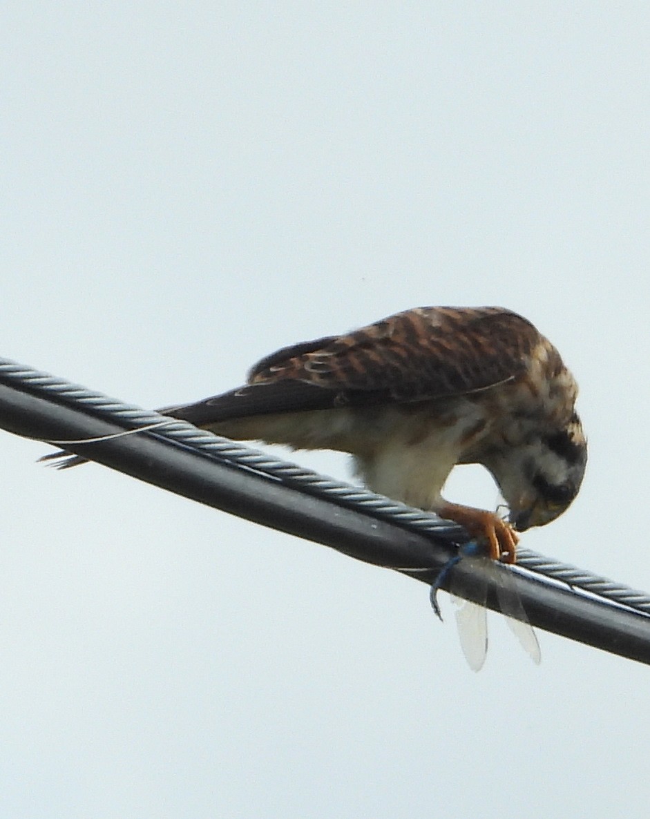 American Kestrel - ML610578255