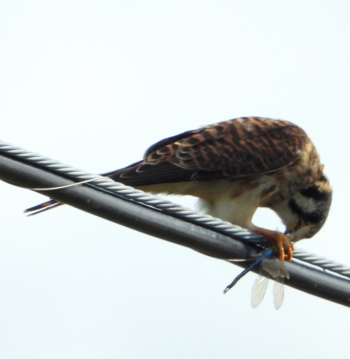 American Kestrel - ML610578262