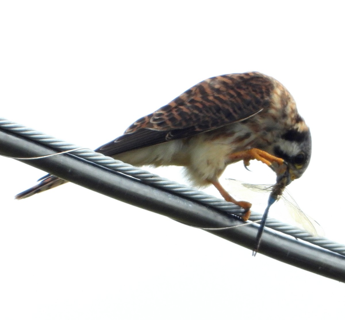 American Kestrel - ML610578269