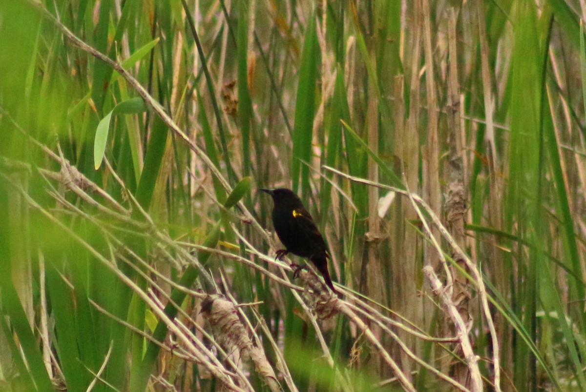 Yellow-winged Blackbird - Gabriel Paschetta