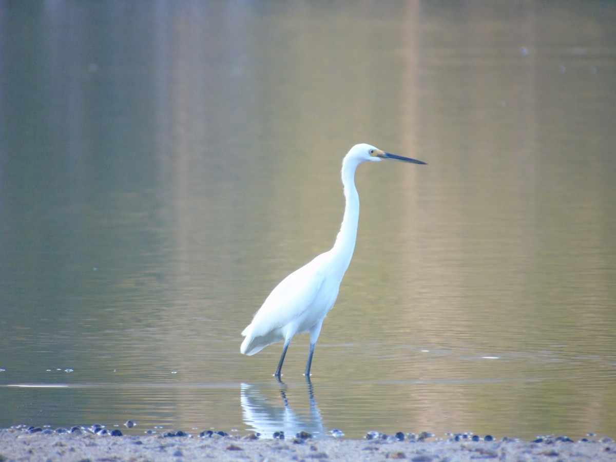 Little Egret - Alif Lutfi