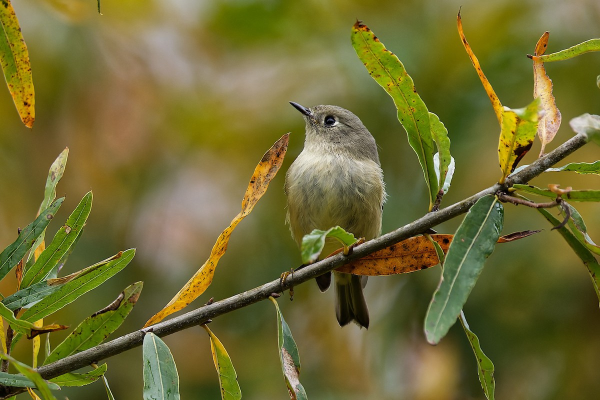 Ruby-crowned Kinglet - ML610578372