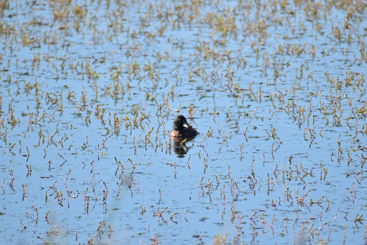 Andean Duck - ML610578384