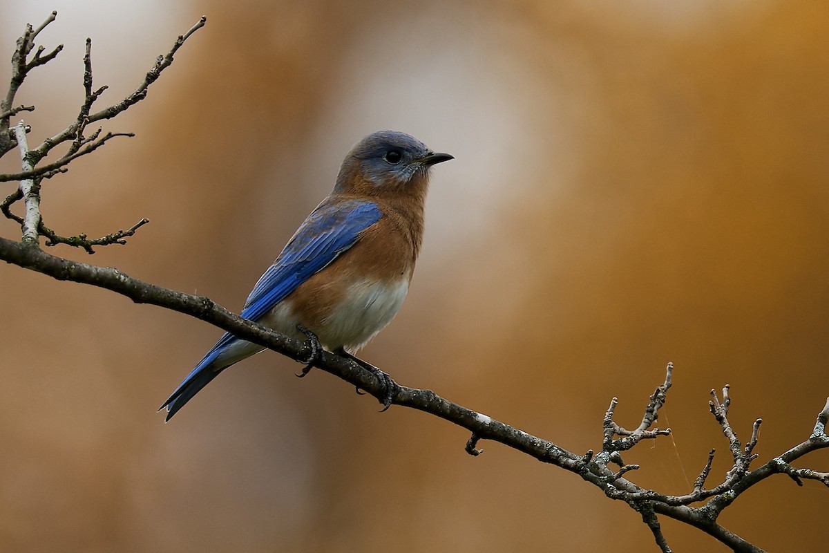 Eastern Bluebird - Karen Voldal