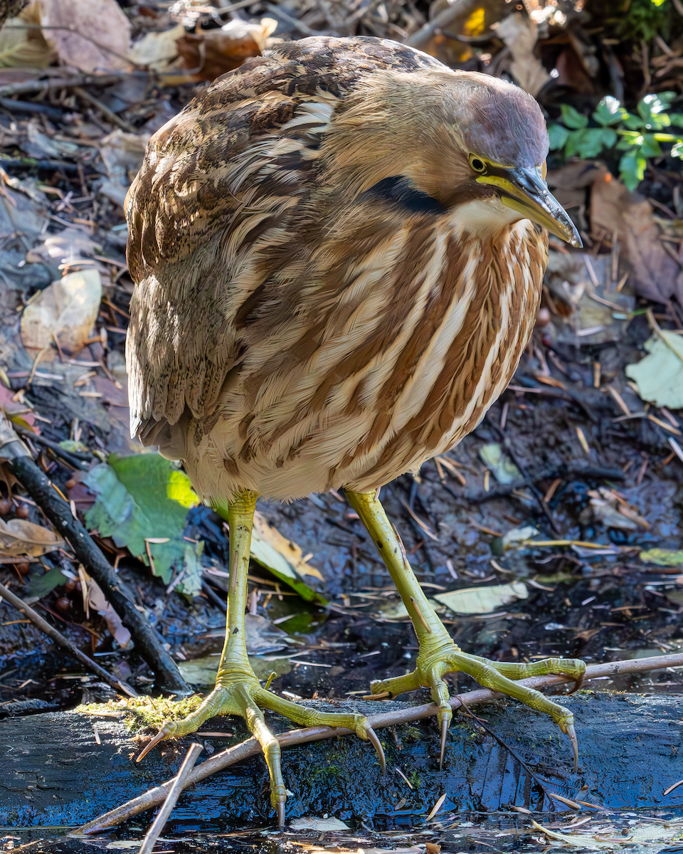 American Bittern - Tiffany Brunke