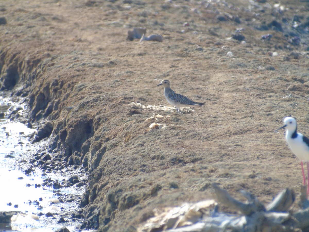 Pacific Golden-Plover - ML610578508