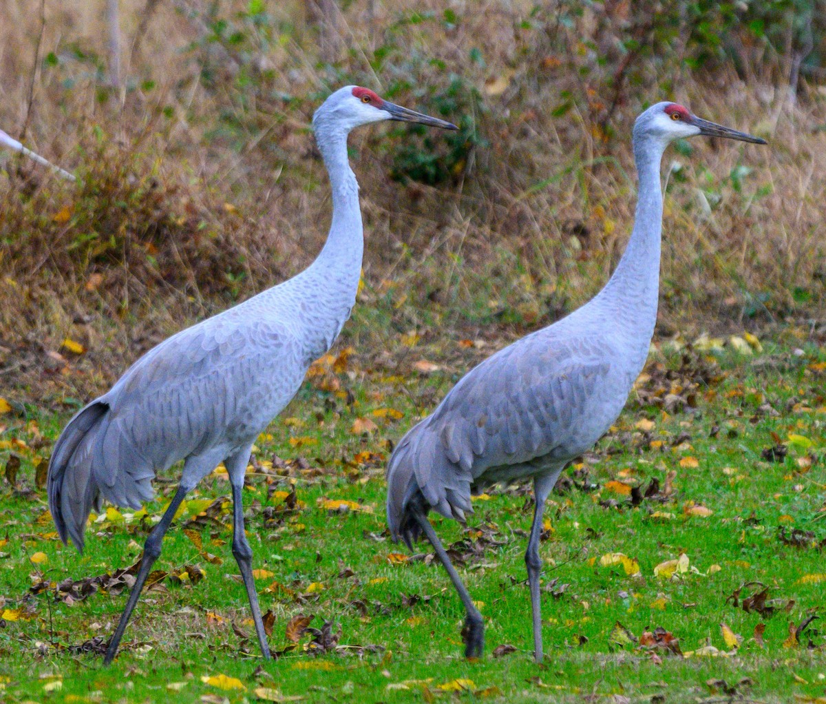 Sandhill Crane - ML610578539