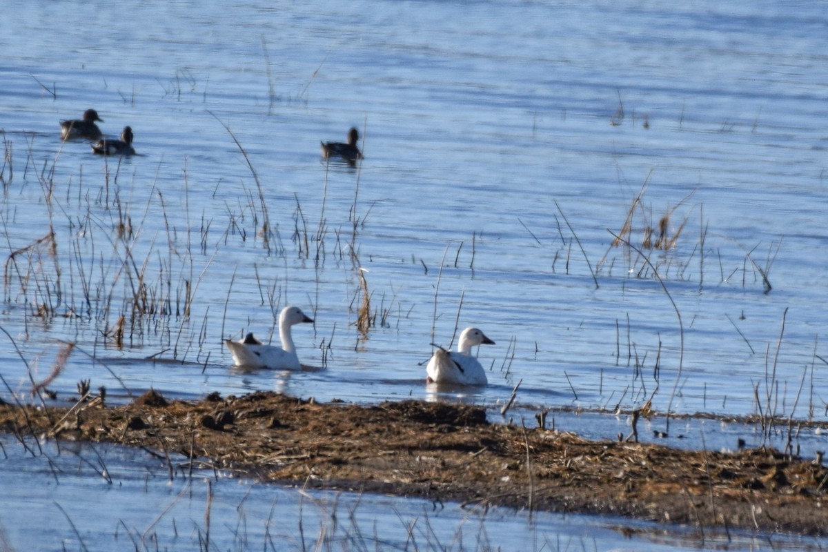 Snow Goose - ML610578643