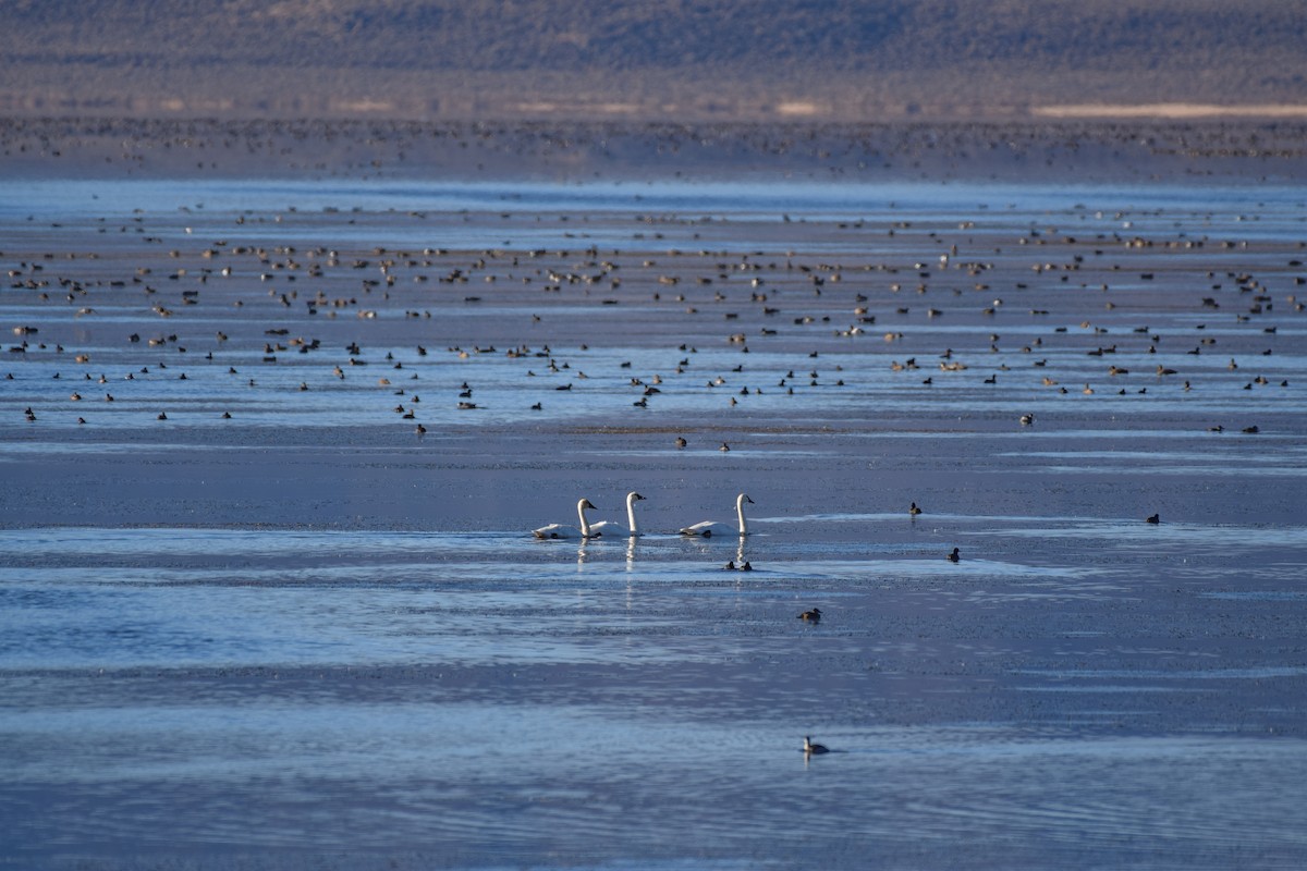 Cygne siffleur - ML610578650