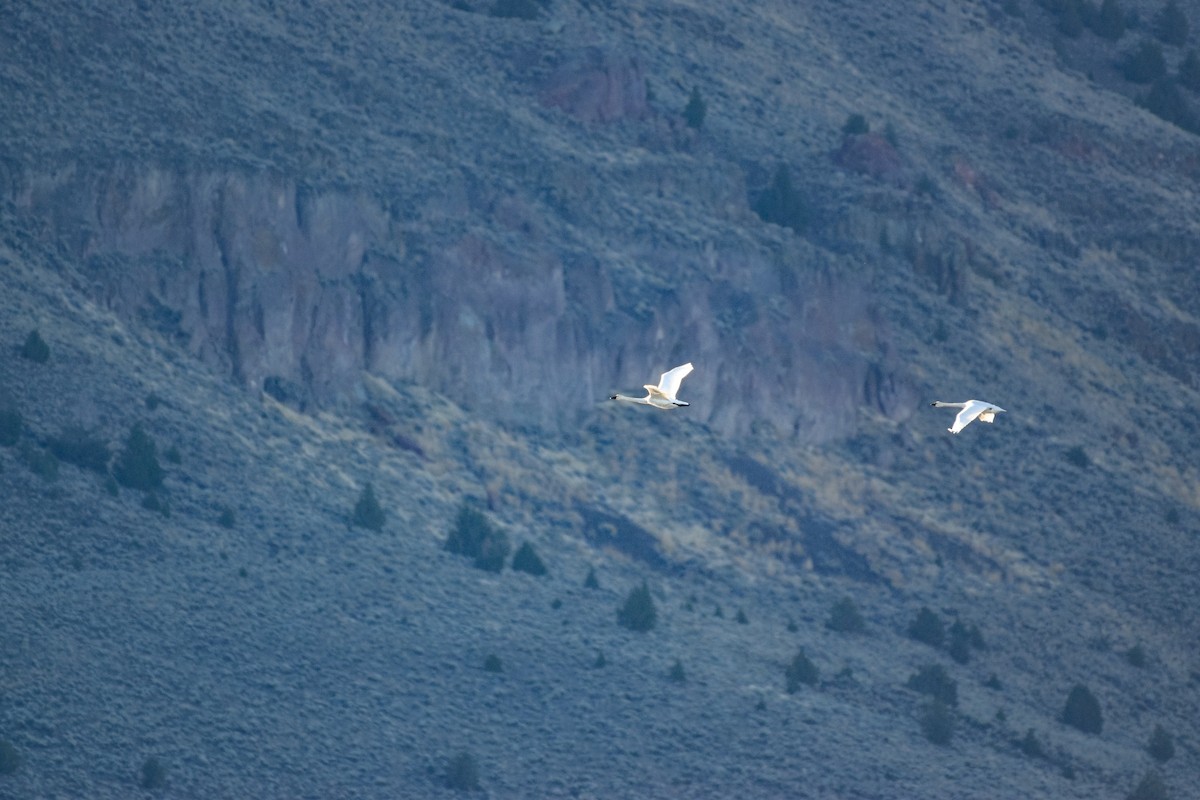 Tundra Swan - ML610578651