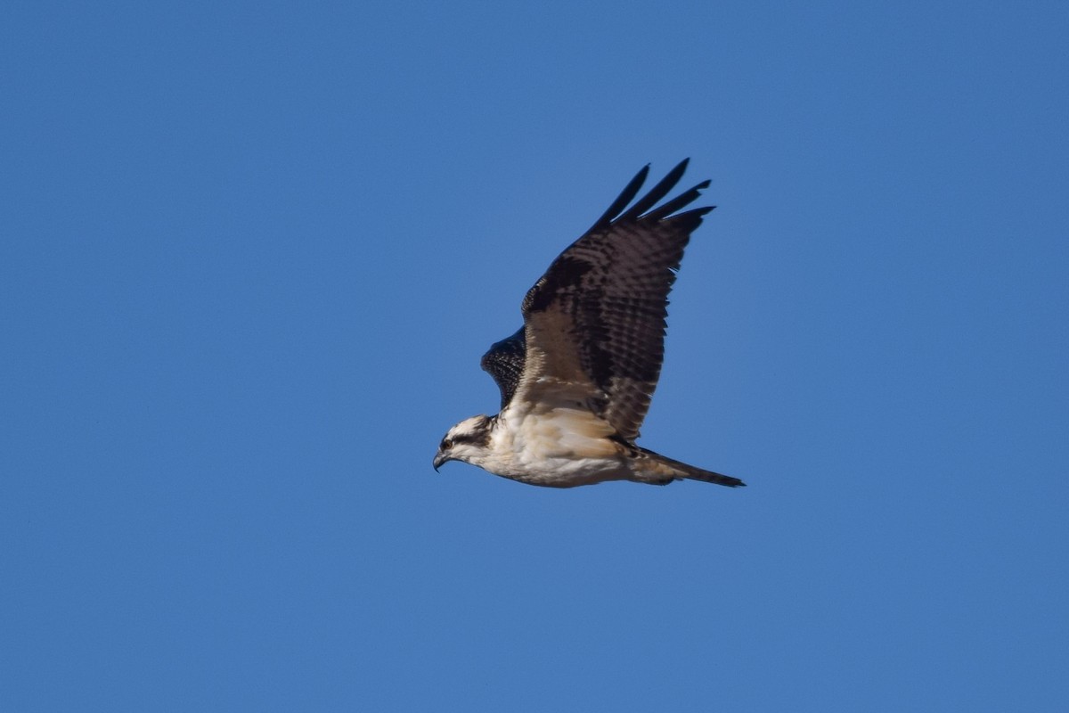 Osprey - ML610578665