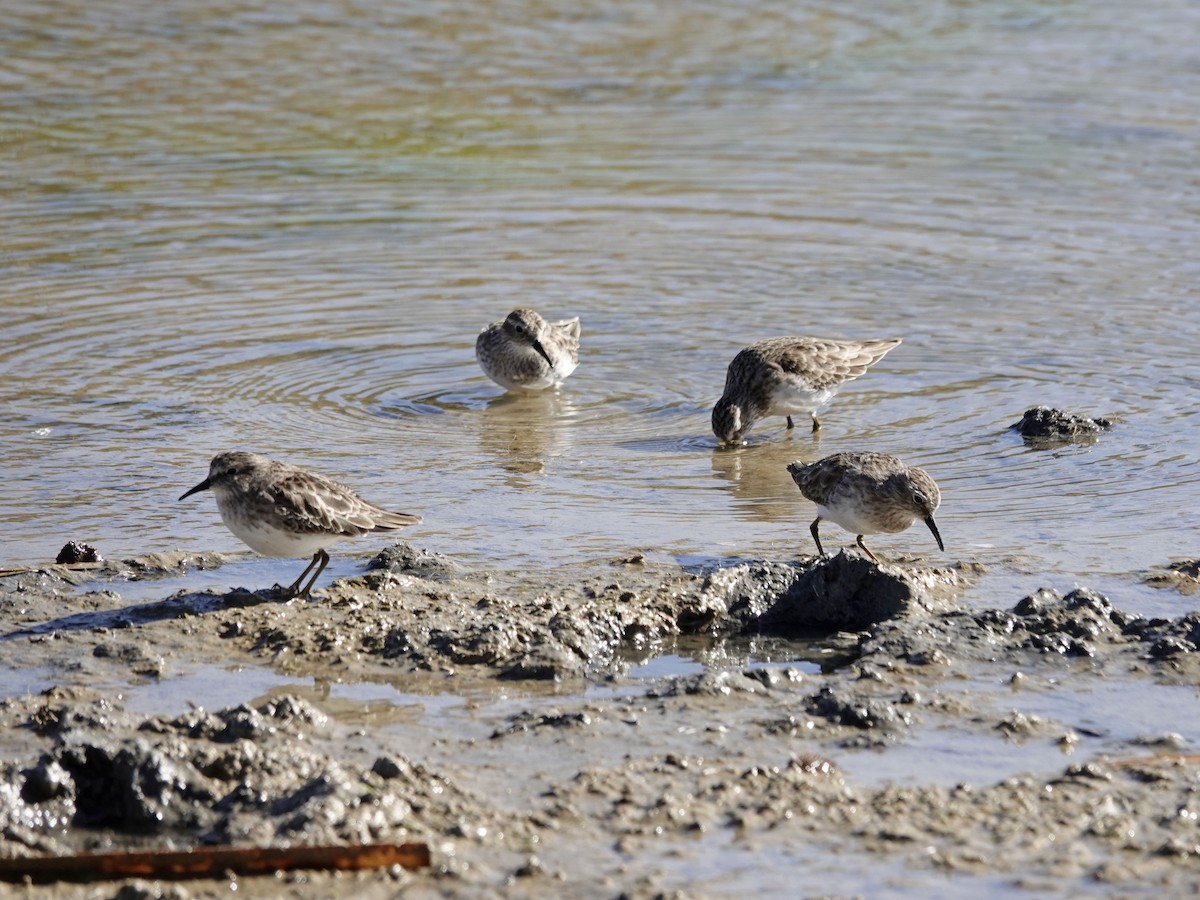 Least Sandpiper - ML610578678