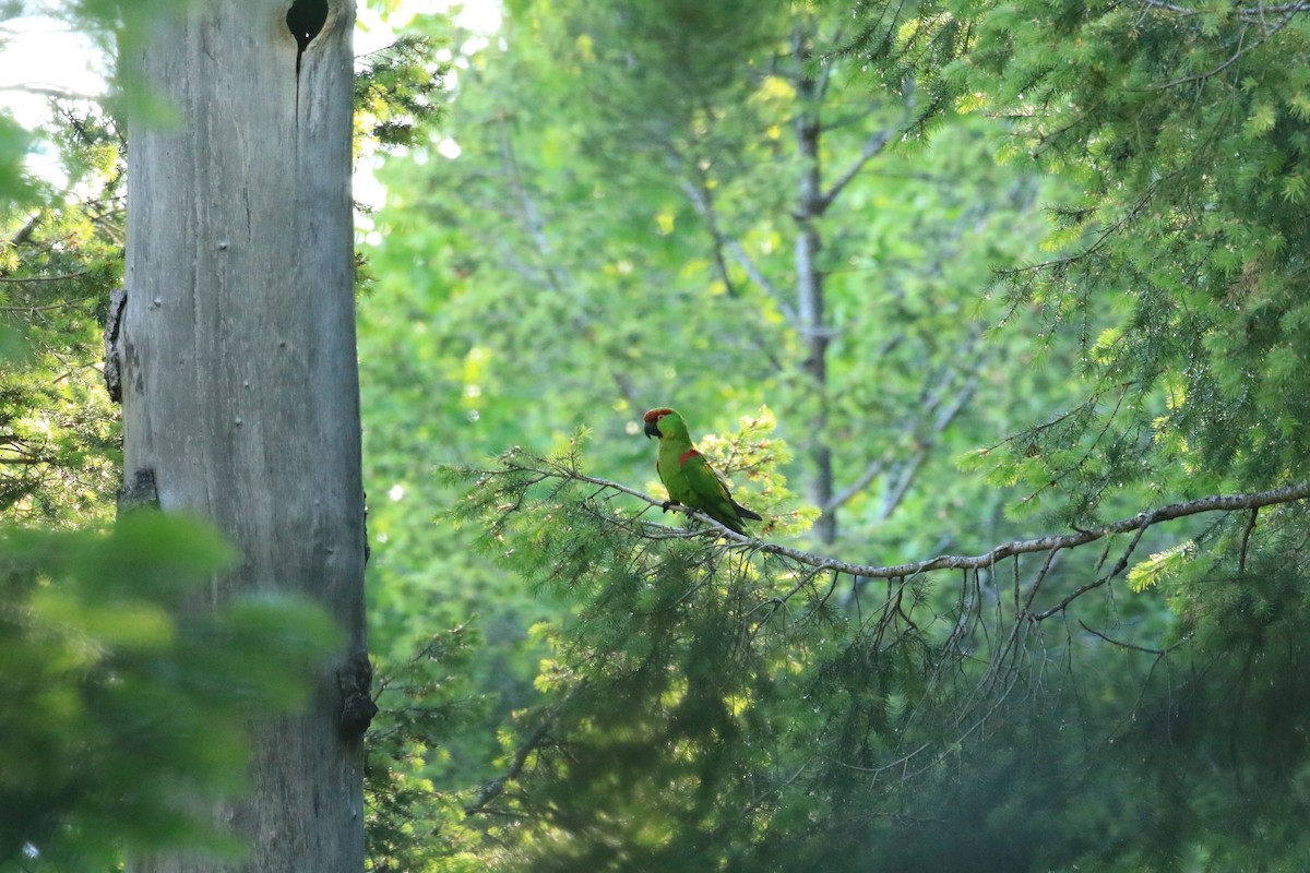 Thick-billed Parrot - ML610578694