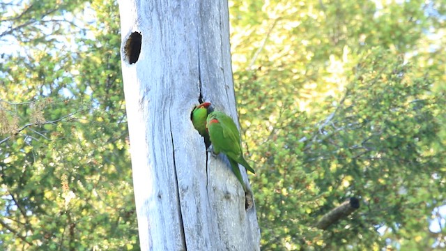 Thick-billed Parrot - ML610578724