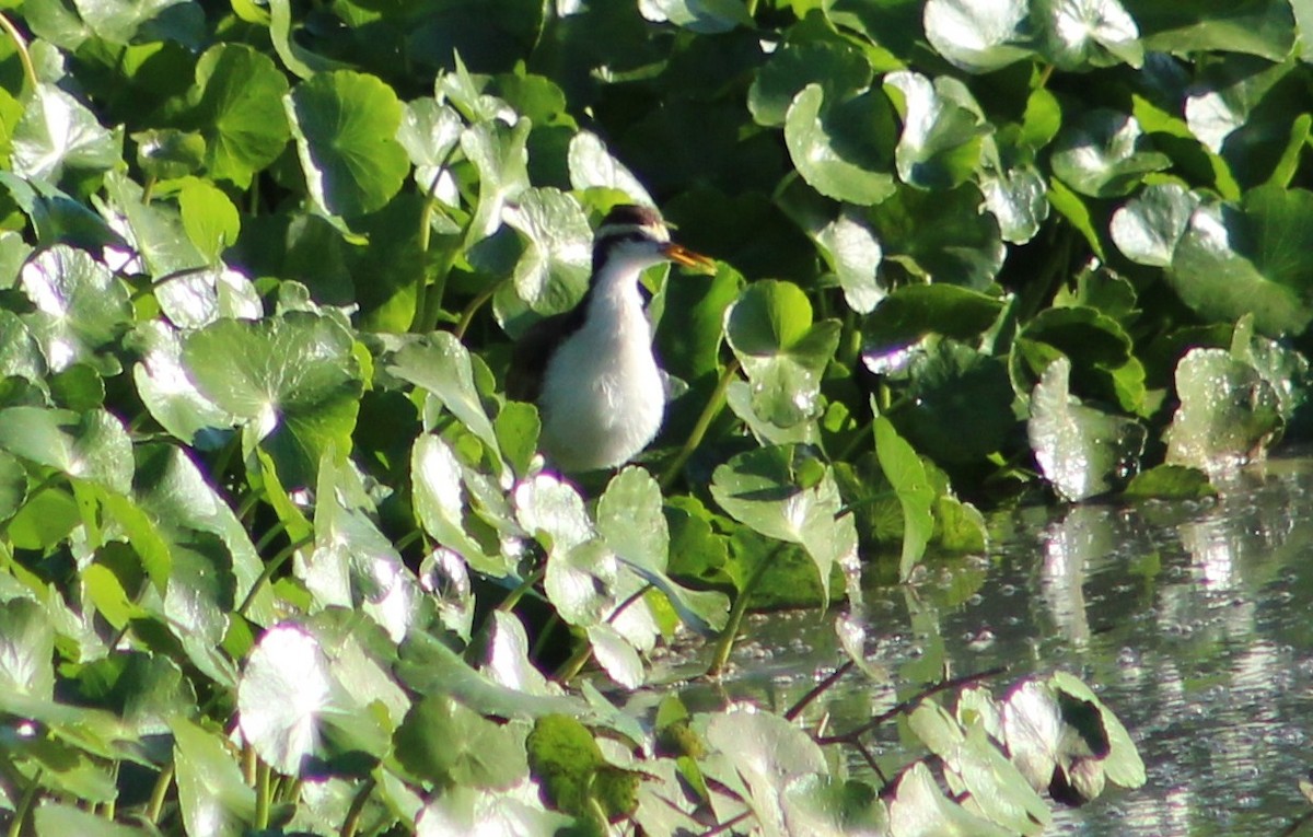 Northern Jacana - ML610578777