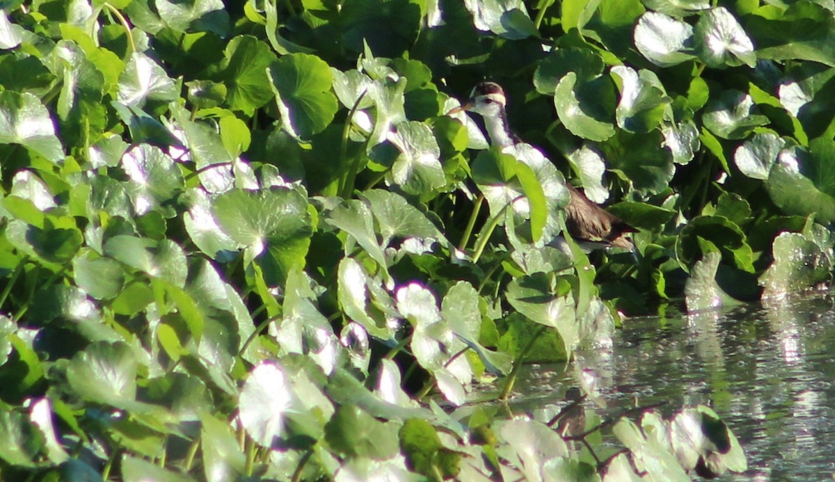 Jacana Centroamericana - ML610578789