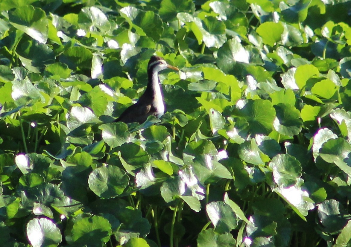 Northern Jacana - ML610578886