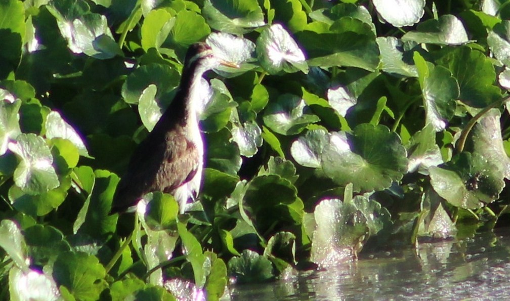 Northern Jacana - ML610578887