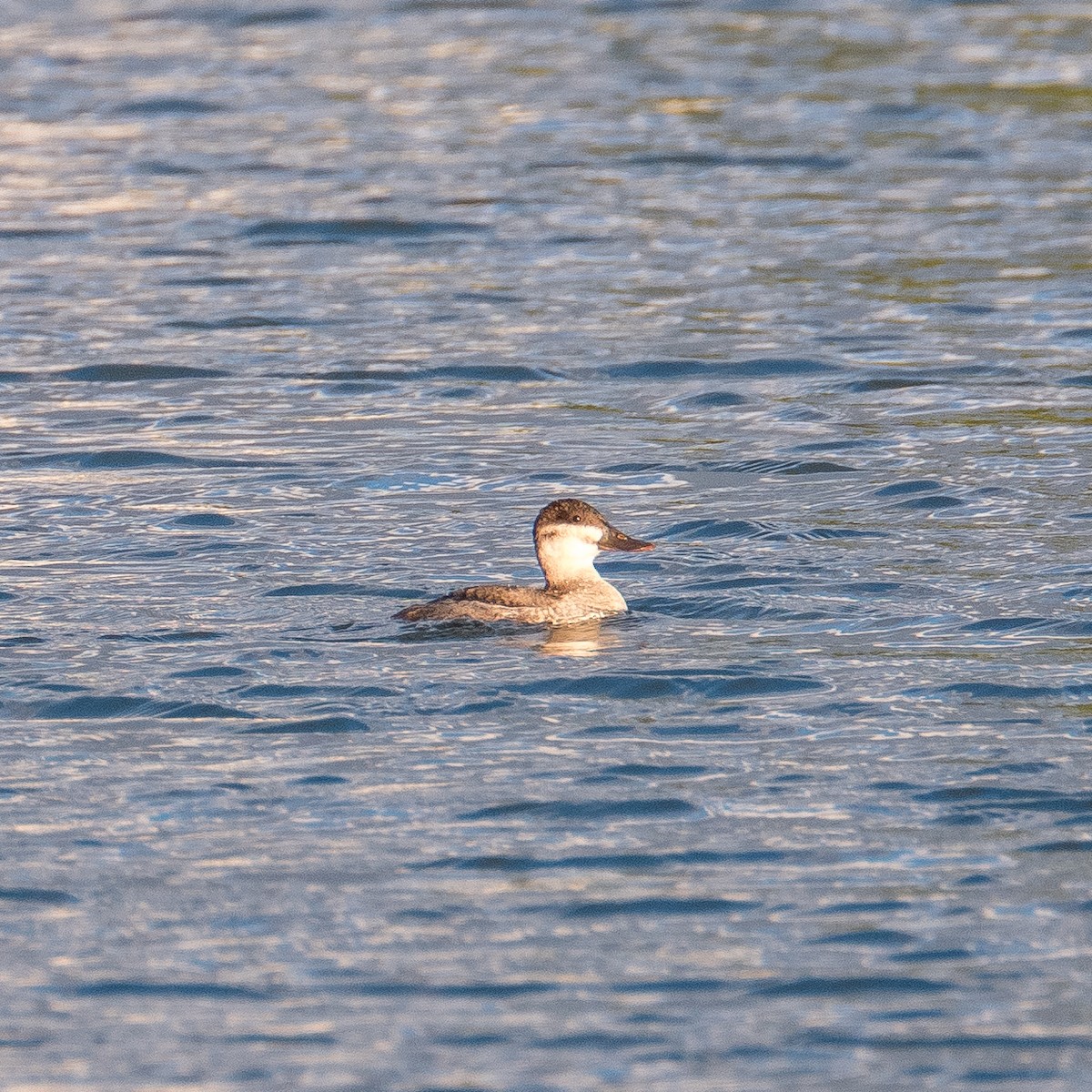 Ruddy Duck - ML610578926