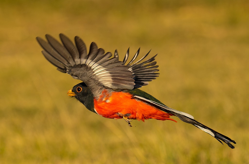 trogon krásný - ML610578951