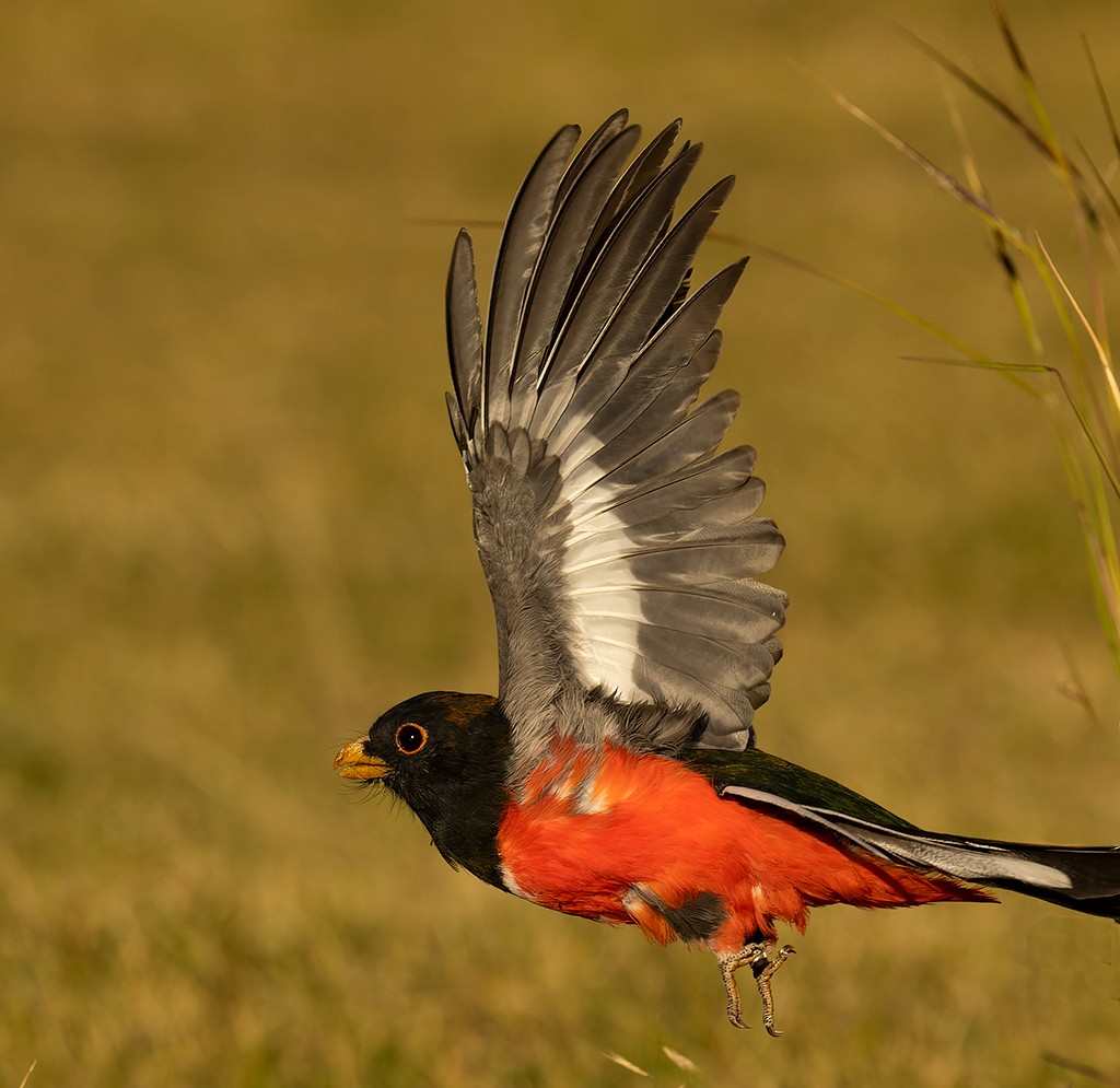 Elegant Trogon - ML610578953