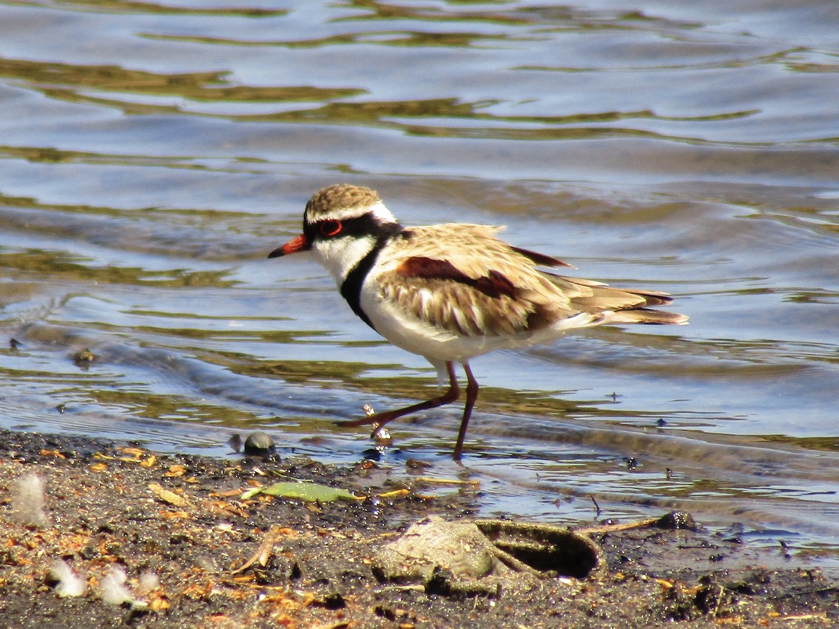 Black-fronted Dotterel - ML610578960