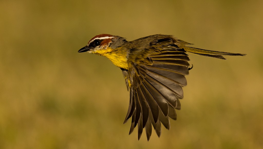 Rufous-capped Warbler - ML610578988