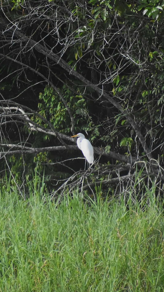 Great Egret - ML610579014