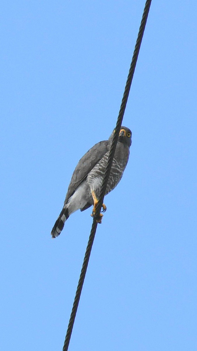 Roadside Hawk - ML610579033