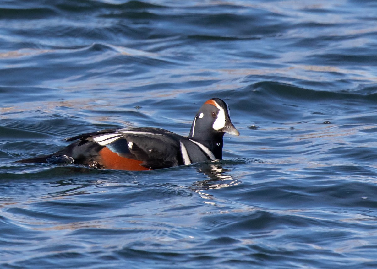 Harlequin Duck - Ken Pride