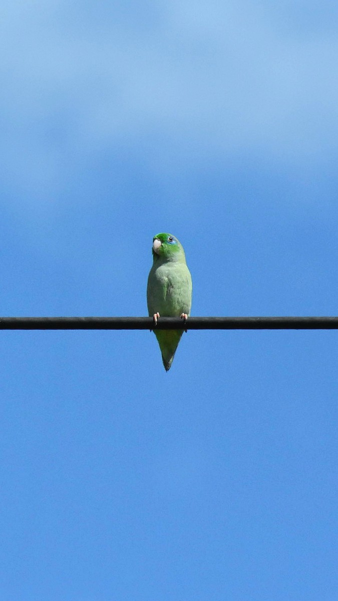 Spectacled Parrotlet - ML610579049