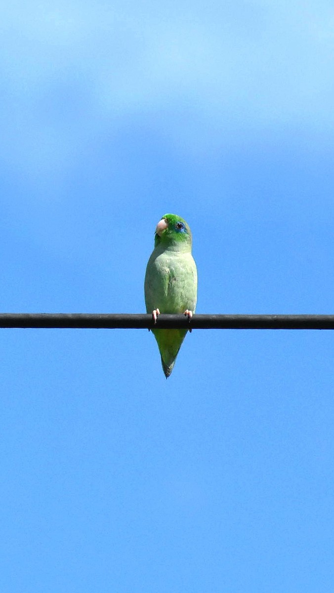 Spectacled Parrotlet - ML610579050
