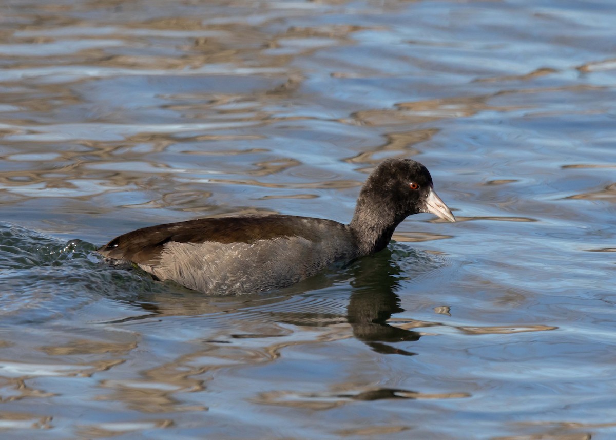 American Coot - ML610579062