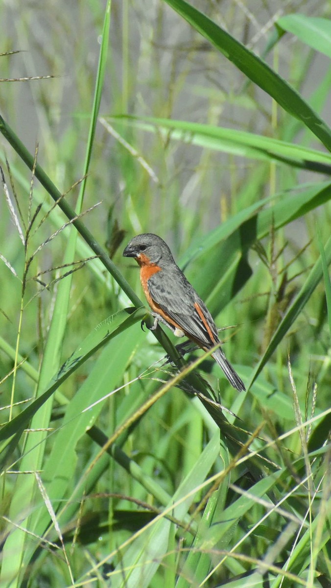 Ruddy-breasted Seedeater - ML610579066