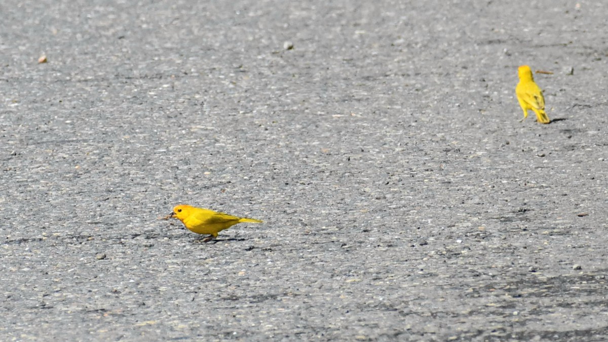 Saffron Finch - ML610579076