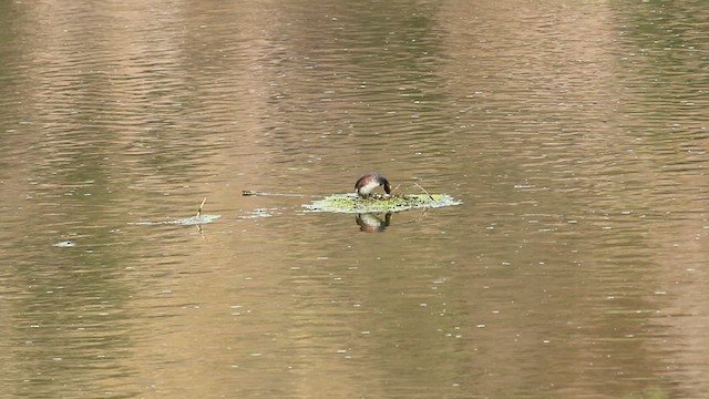 Eared Grebe - ML610579103