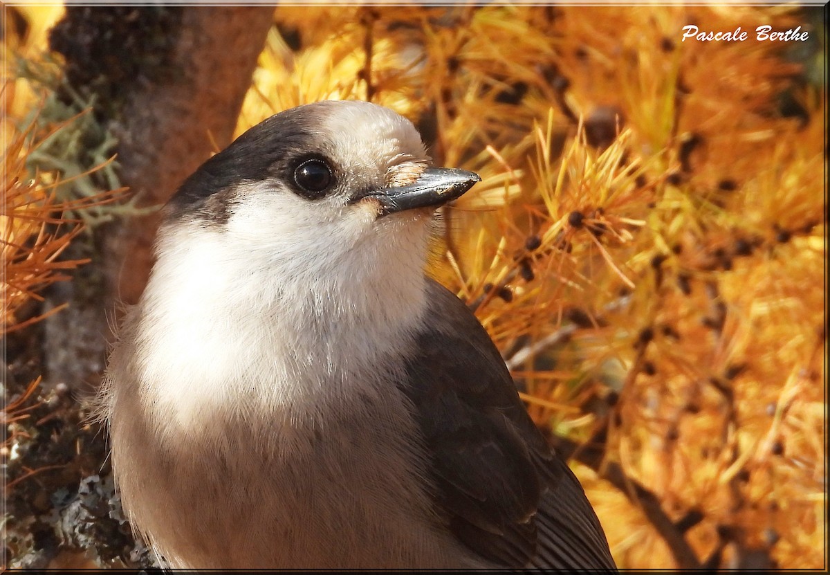 Canada Jay - ML610579137