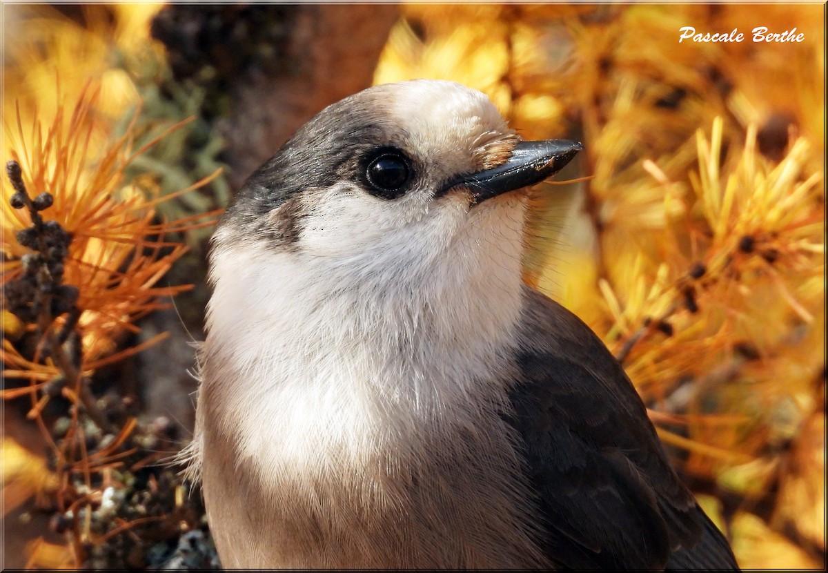 Canada Jay - ML610579138