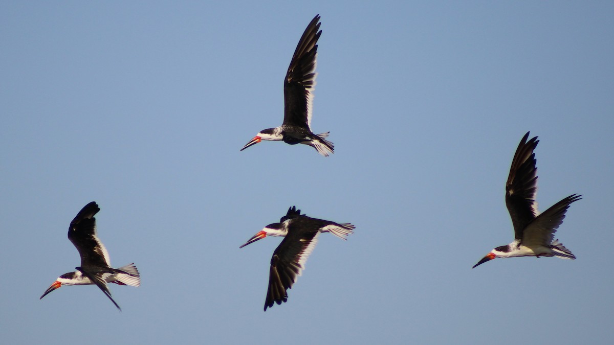 Black Skimmer - ML610579272