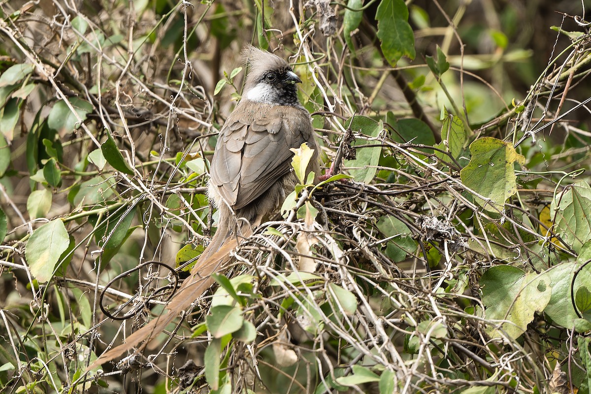 Speckled Mousebird - ML610579315