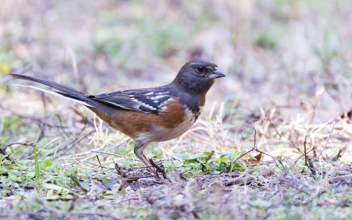 Spotted Towhee - ML610579336