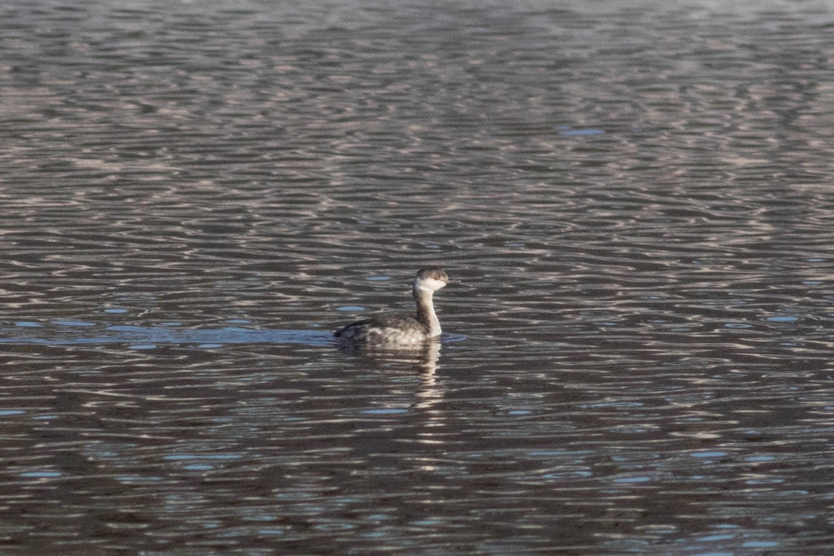 Horned Grebe - ML610579340