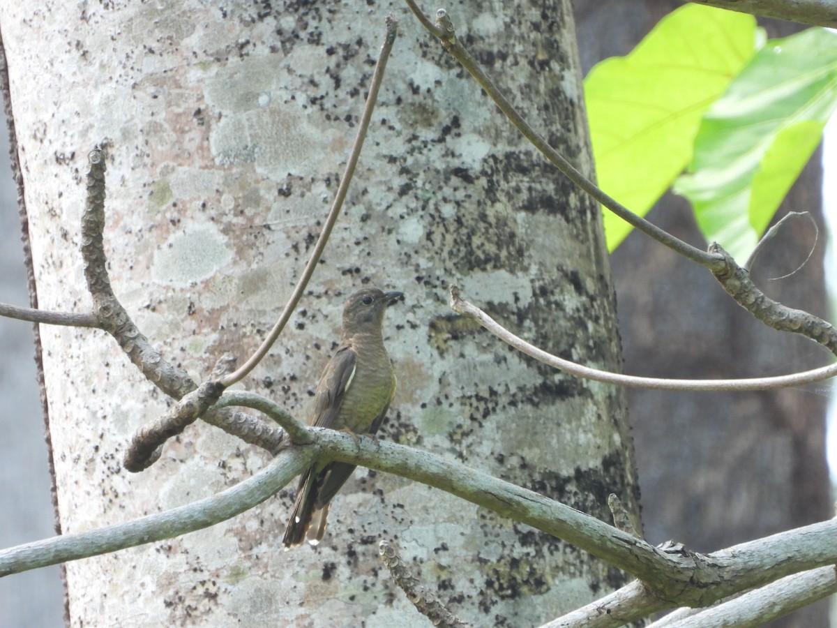 Brush Cuckoo - ML610579424