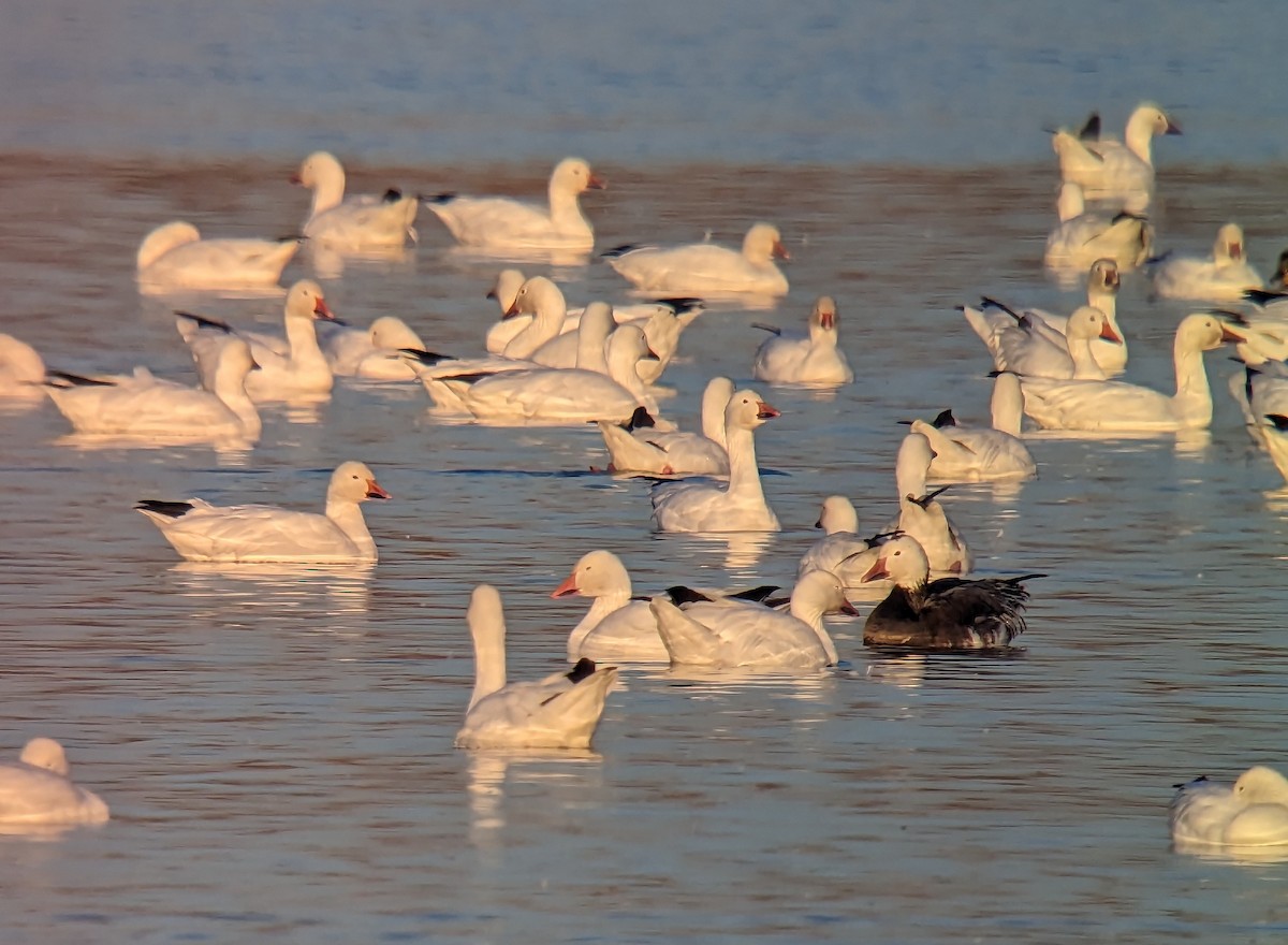 Snow Goose - Jef Blake